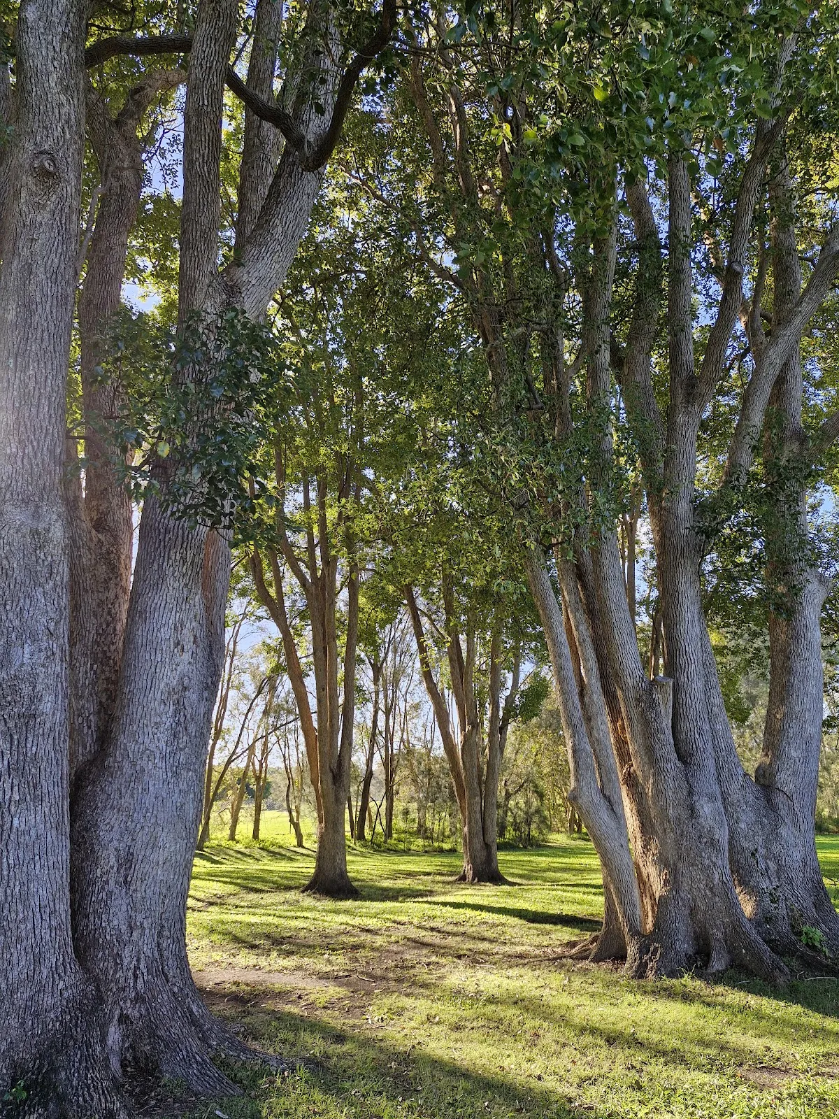 Benowa Park Playground