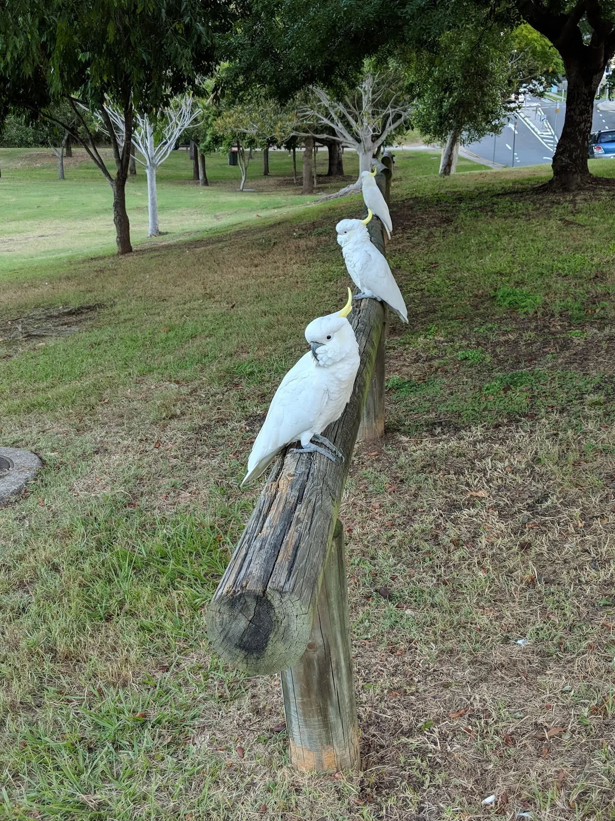 Taringa Playground Park